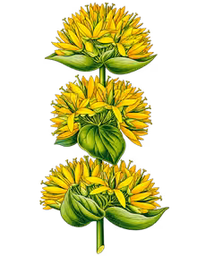 Tige fleurie de gentiane jaune, illustration botanique détourée
